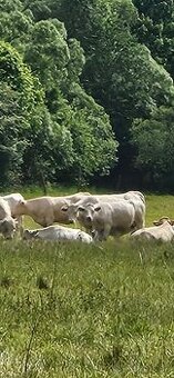 Charolais