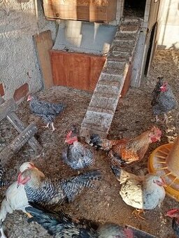 Predám mladé kohúty