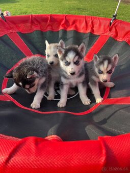 Steniatka sibirsky husky