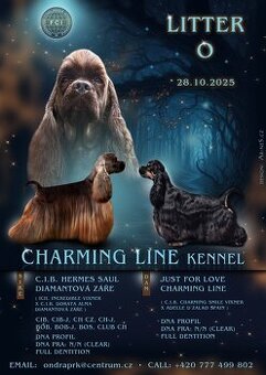 Americký kokerspaniel