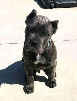 Šteniatka Cane Corso hľadajú domov.