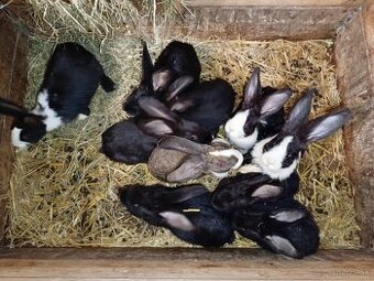 Šarišský Obrovitý x Belgický obor