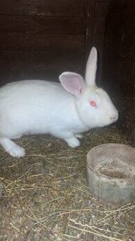 Predám zajace