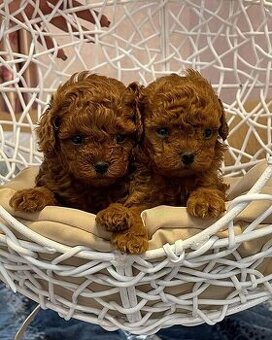 Toy pudel - sučka & psík