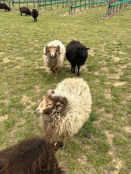 Quessantsky mini barancek 2ks