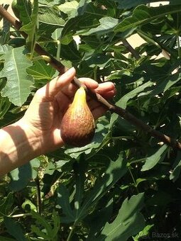 FIGOVNÍK- priesady. /1-3m/