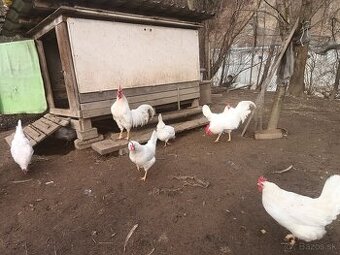 Násadove vajcia wyandotka SČL, leghorn, vlaska jarabicia
