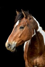 American Paint horse