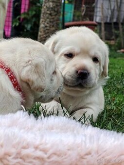 Labrador retriever -šteniatka s PP
