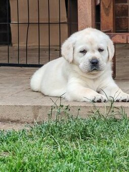 Labrador retriever -šteniatka s PP