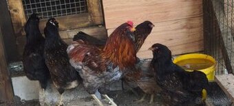 Predaj kuriatok Araukany a Leghorn - 1