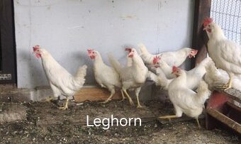Predaj kuriatok Leghorn a Araucana