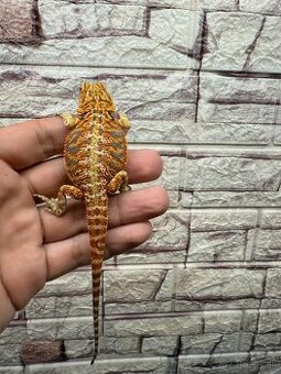 Agama bradata