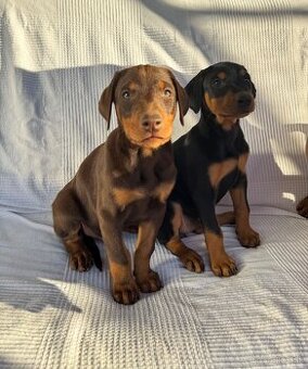 Doberman