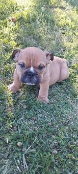 Anglický bulldog