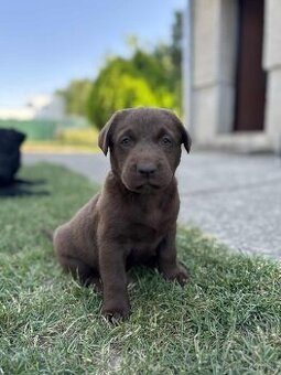 Ponúkam psika na predaj Labrador/Mix - 1