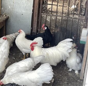 mladky americky leghorn