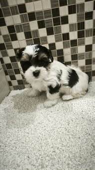 Šteniatko Yorkshire Biewer Terrier hľadá nový domov