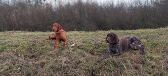 Maďarská vyžla.Nemecký krátkosrstý stavač,