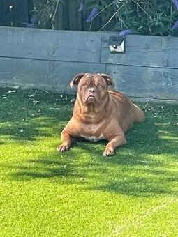 BORDEAUX-BORDEAUXSKA DOGA-KTO DARUJE ?