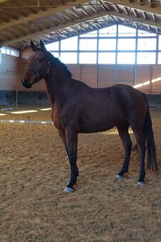 Mladá kobyla vhodná do športu