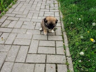 Darujem šteniatko mix