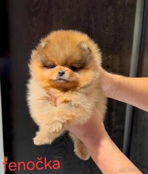 Pomeranian Boo mini