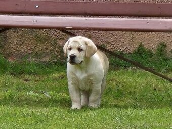 Labrador s PP