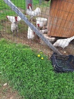 Leghorn kohuty - 1