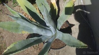 Agave americká