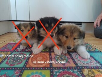 Kólia dlhosrstá