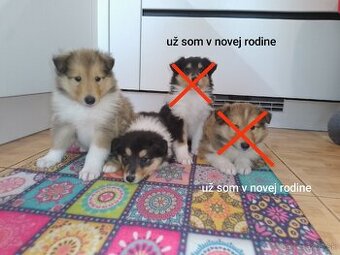 Kólia dlhosrstá