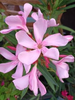 Oleander , Leander