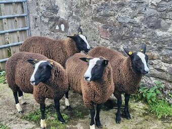 Zwartbles