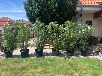 Oleander 200cm