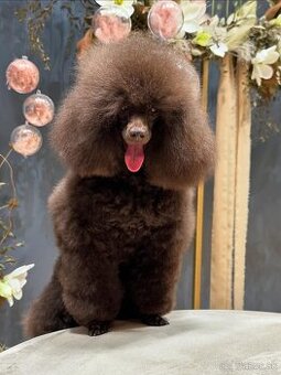 pudelka hnedej farby