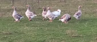 Predám Suchovská husy