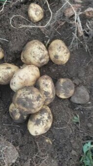 Konzumne zemiaky na zimne uskladnenie