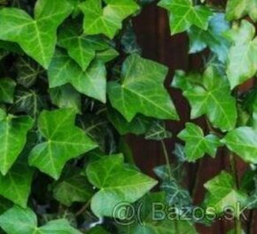 Brectan Popinavy- vzdyzelena rastlina Zilina