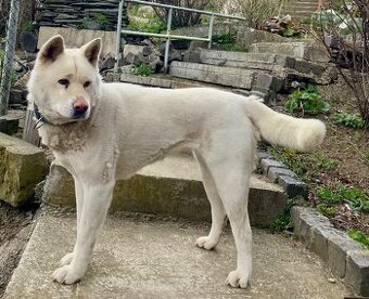 DARUJEM AKITA INU