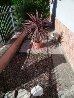 Australska cervena yuka, cordyline, red star