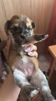 Morkie šteniatka