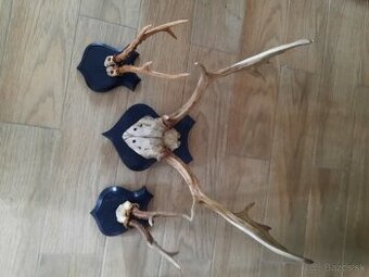 Jelenie trofeje