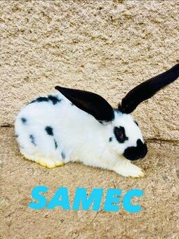 PREDÁM 4 mesačne kraliky NEMECKY OBROVITÝ STRAKAC