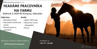 Práca na farme v Holandsku – starostlivosť o kone