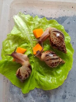 Lissachatina reticulata klasik väčšie  slimaky