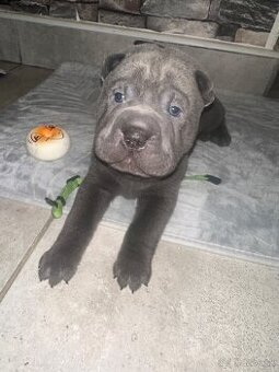 Sharpei