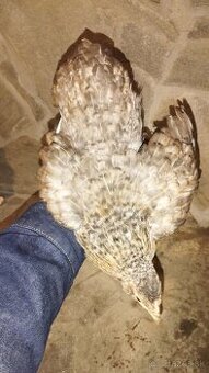Araucana, araukana, araucany, araukany