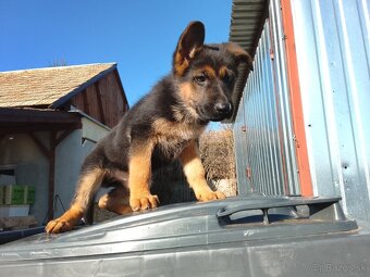 Šteniatka Nemecký Ovčiak