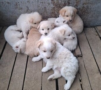 darujeme šteniatka - 1